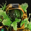 Avatar of The cabbage man