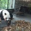 曼殊沙华