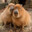 JustCapybara