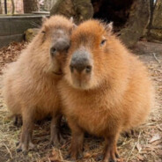 JustCapybara