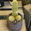 CACTUS COCK