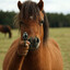 Pony_Killer
