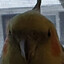 Sammy The Birb