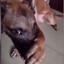 dogmeat