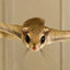 The Flying Squirrel!