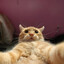 cat selfie