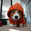 Corgi_man