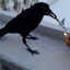 The Raven