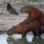 CapybaraLove