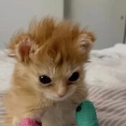 Мишутка balam