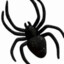 leucauge venusta