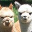 alpacacaonima