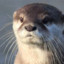 Herr_Otter