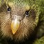 Kakapo