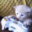 kitty gaming