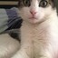 GATITO INTERNACIONAL