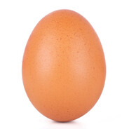 левое яичко