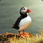 Puffin