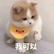 不要打小猪