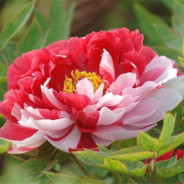 别问问就是大残