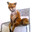 Impotence_Fox