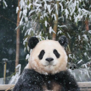 SB打死斗戴耳机