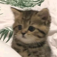 小猫不吃于[baby]