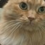 Fluffy Cat