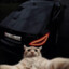 AMG_CAT