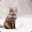 Snow
