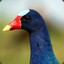 Gallinule