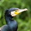 Kormoran