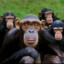 Chimpcommunity