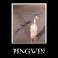 Austriacki Pingwin