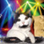 Discocat