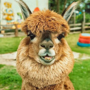 Davay Lama Steam avatar