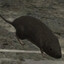 Silvergc500