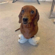 wienerdoglover4