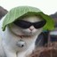 Cat with Sunglasses