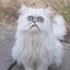 Weird stray looking cat
