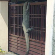 杯子的杯子杯的子