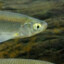 vanger41