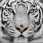 Tiger-eye's avatar