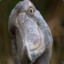 Shoebill