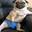 mops