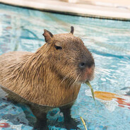 capybara