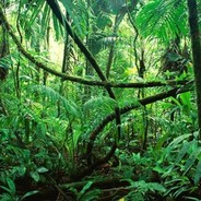 jungle - steam id 76561199024144627