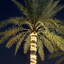 Ahmat_01