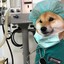 Dogtor