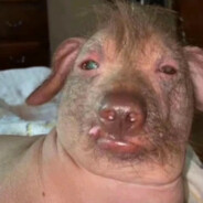 红茶不冰不好喝